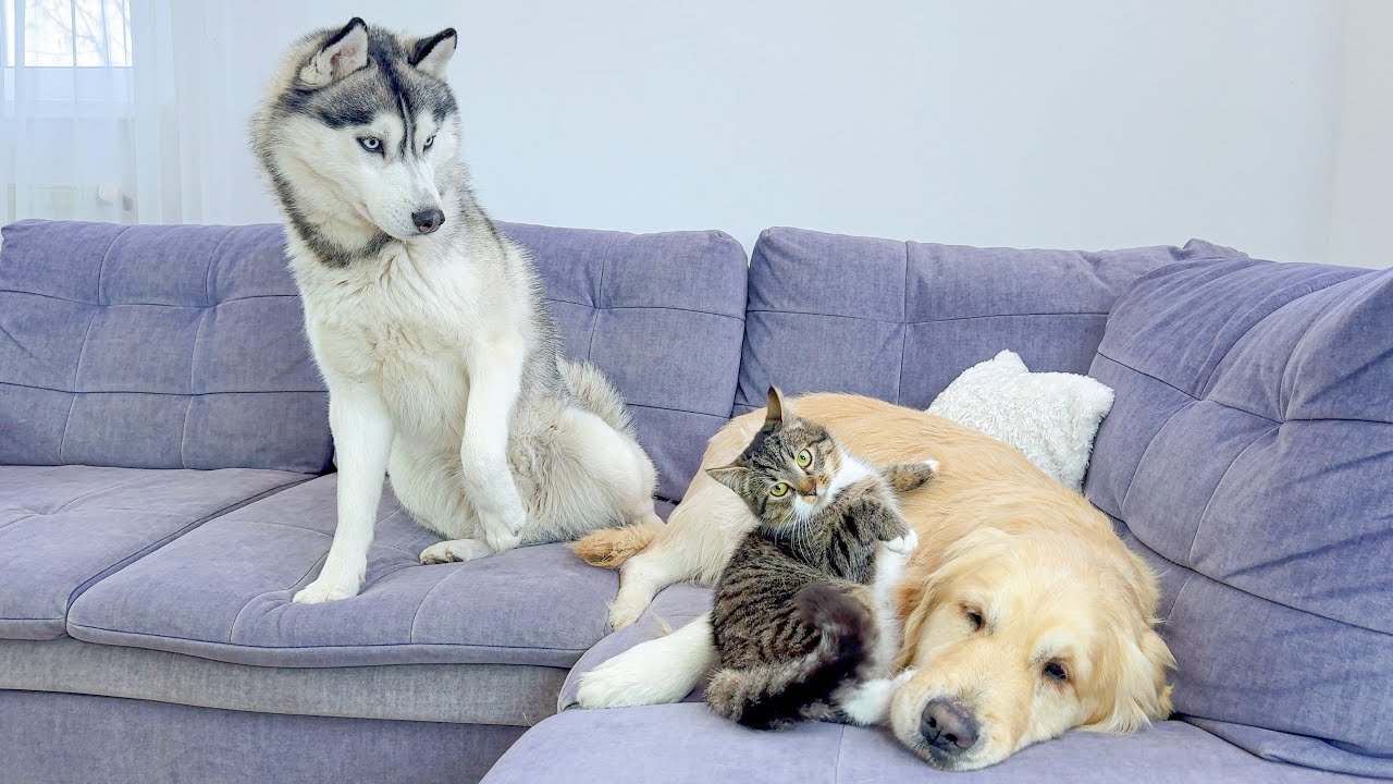 Husky’s Jealous Reaction to Golden Retriever’s Kitten Best Friend Is HILARIOUS