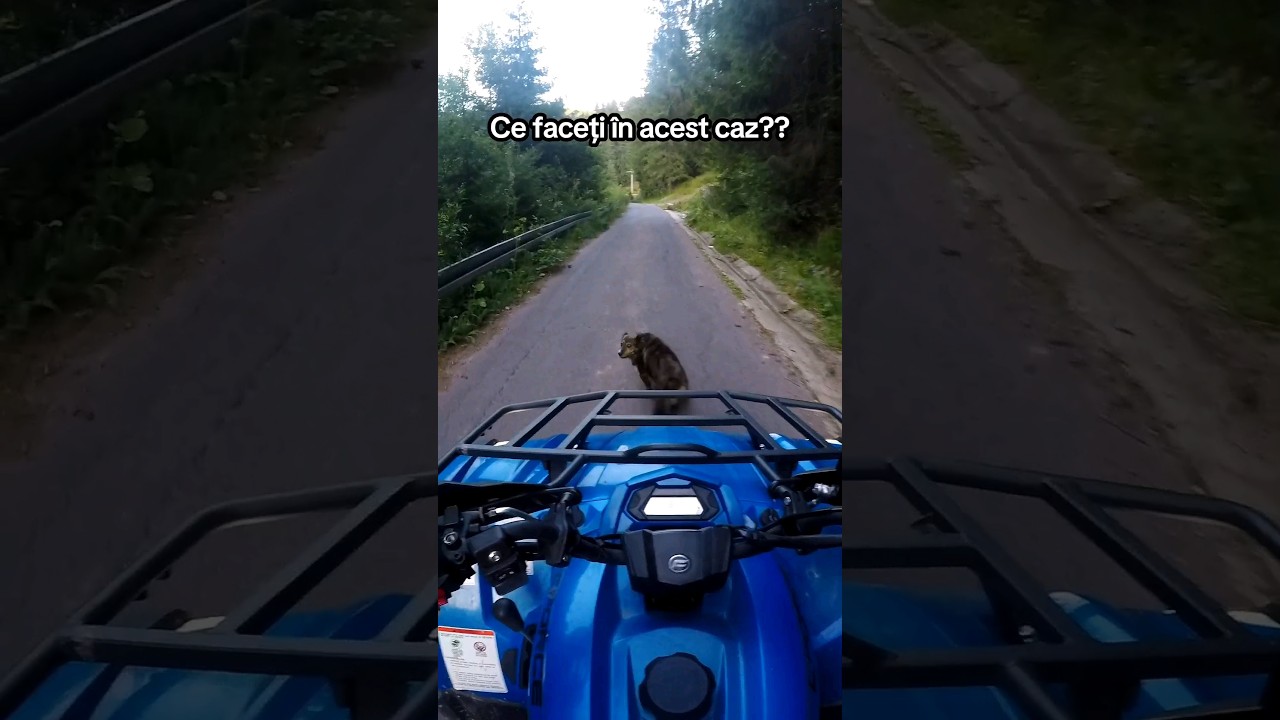 O să-l iau și pe el la plimbare..#atv #atvromania