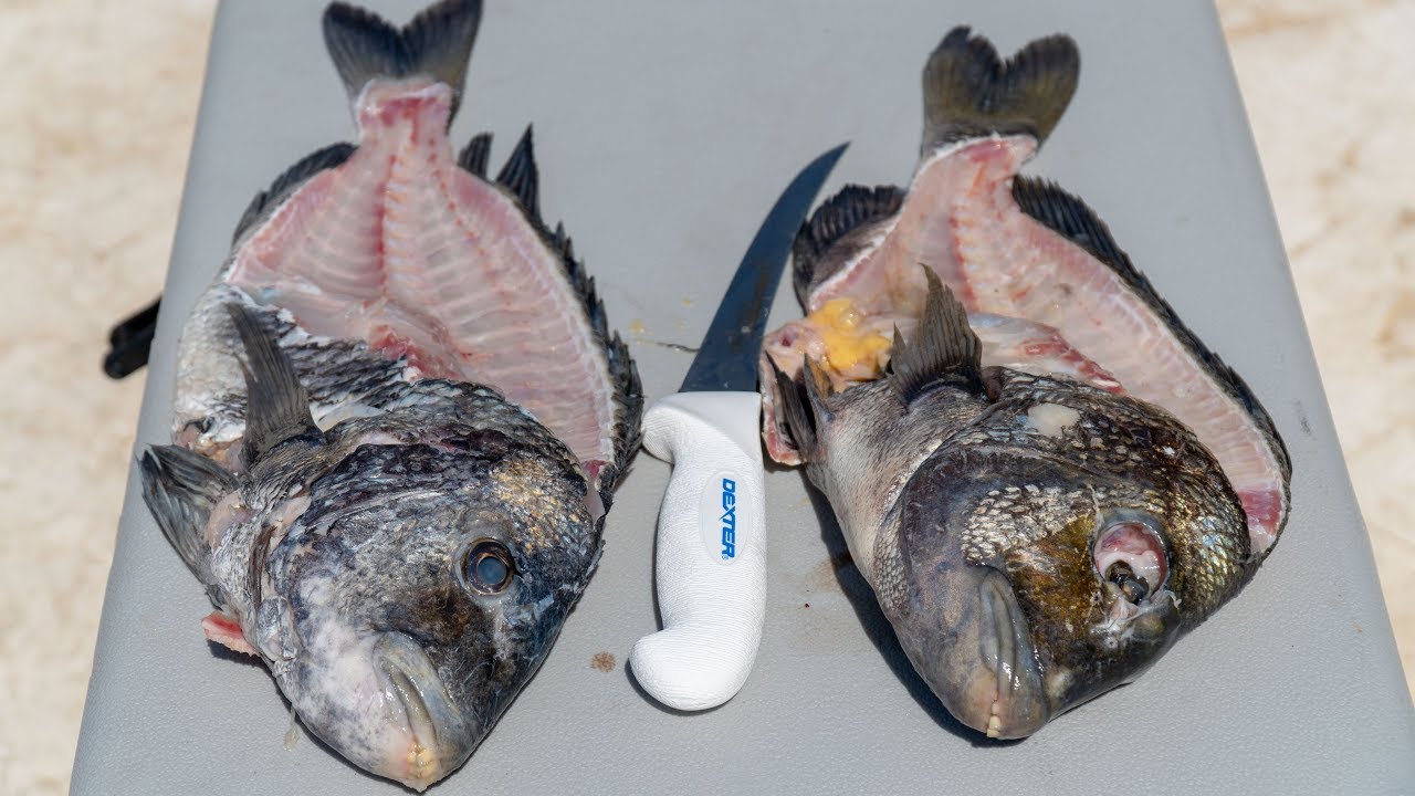 How To Fillet Sheepshead!