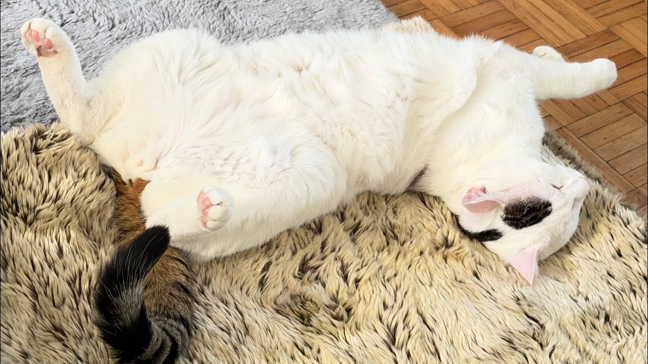 Ultimate Cat Live Stream 🐾 Cozy & Funny Moments