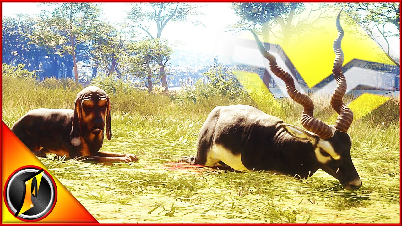Diamond TruRACS Blackbuck и тестирование новых характеристик бладхаунда!