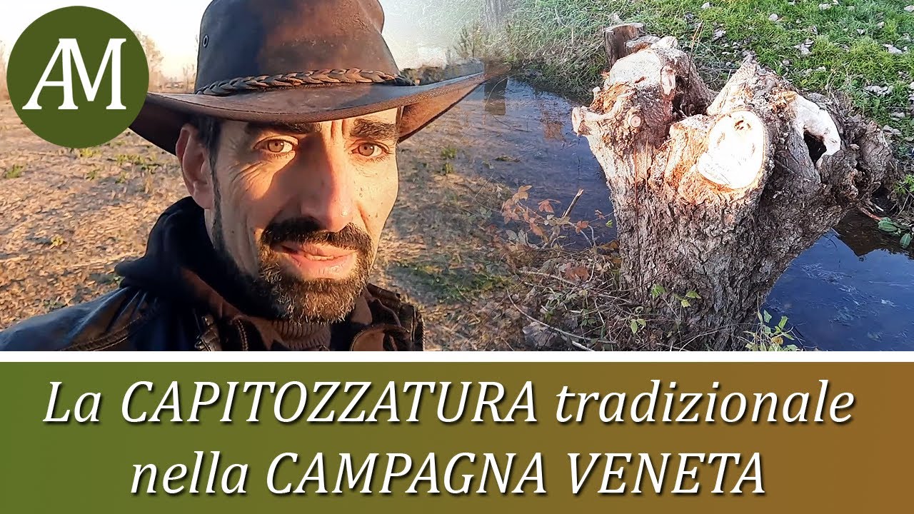 La capitozzatura tradizionale delle rive nella campagna veneta - Tradizioni Contadine