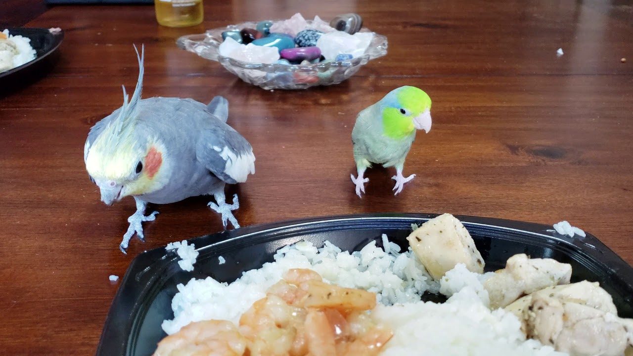 Dinner With The Birbs (Sunny and Pip)