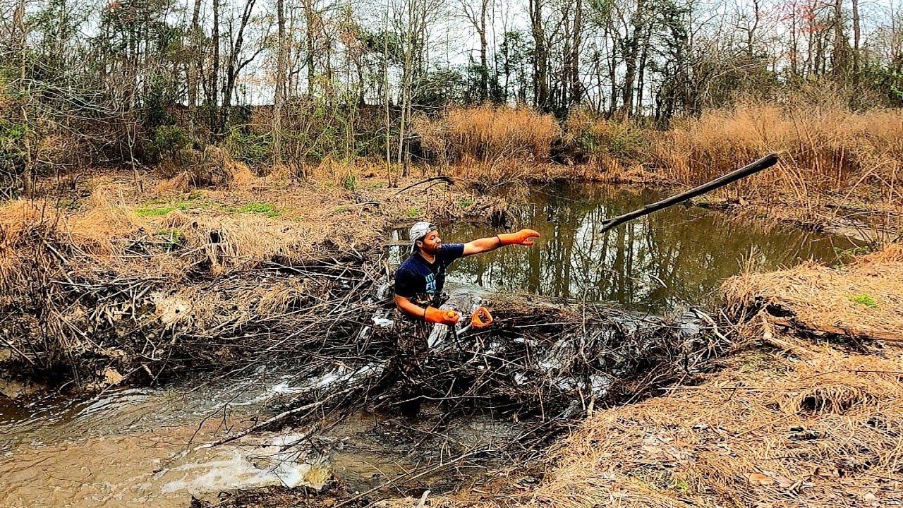 Father Beaver Dam Has A New Daddy! 🤣 || Beaver Dam Removal In Beaver Dam Creek! S4 EP.6!