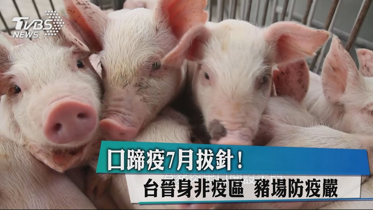 口蹄疫7月拔針！台晉身非疫區　豬場防疫嚴