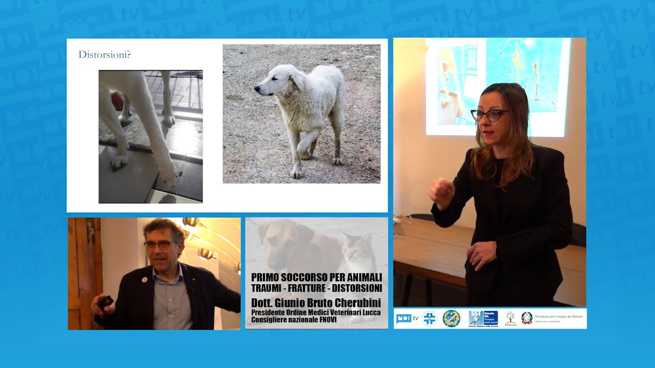 Primo soccorso per animali domestici; da stasera on line su NoiTv.it la prima puntata del corso