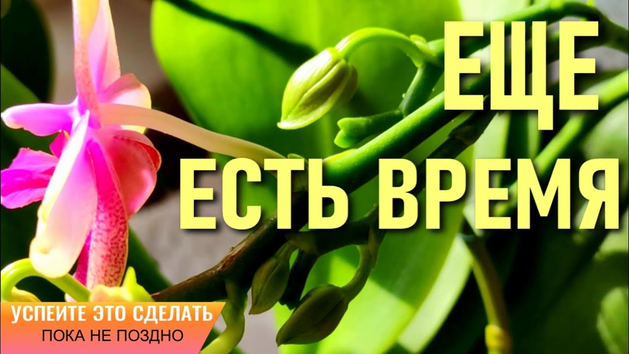 ВЫ ЕЩЁ УСПЕЕТЕ СДЕЛАТЬ ЭТО ДЛЯ ОРХИДЕЙ! ЭХО ЖАРЫ: ПОТЕРЯ КОРНЕЙ, ТУРГОРА ЛИСТЬЕВ И ТРОЙНЯ У ОРХИДЕИ!