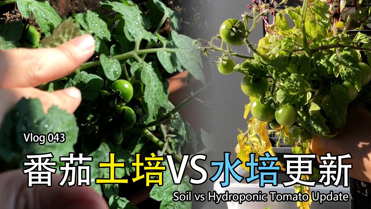 【Vlog】番茄土培 vs 水培更新 | Soil vs Hydroponic Tomato Update | 自制土壤湿度检测系统 043