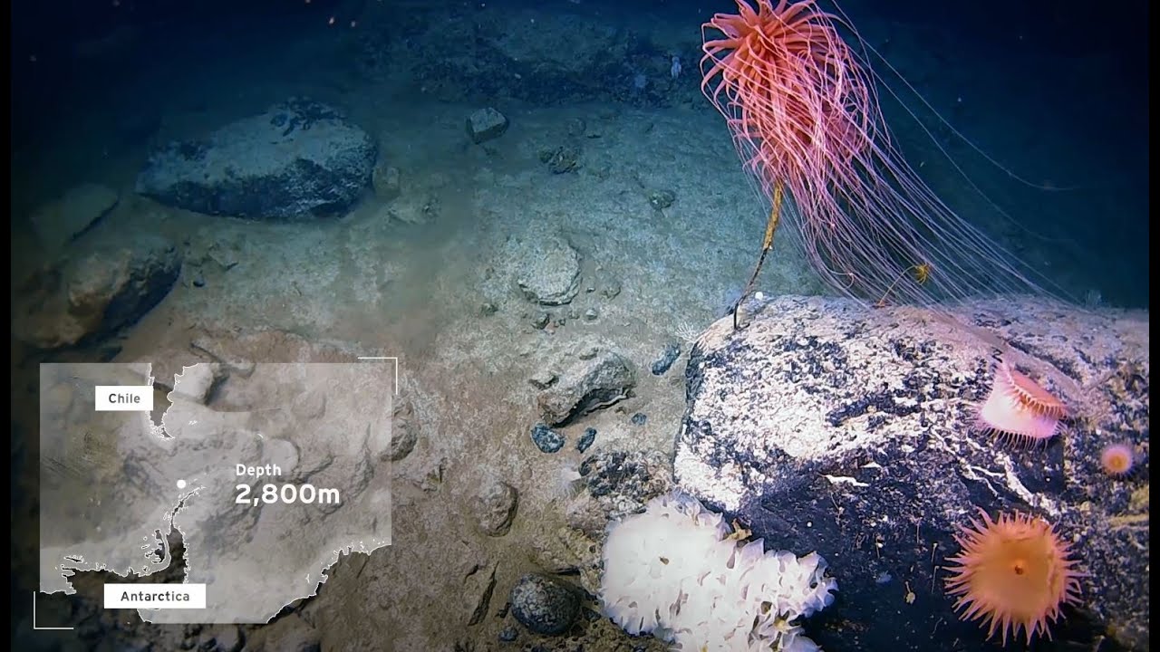 Diving into glacial dropstones - how they form and their impact on Antarctic marine ecosystems