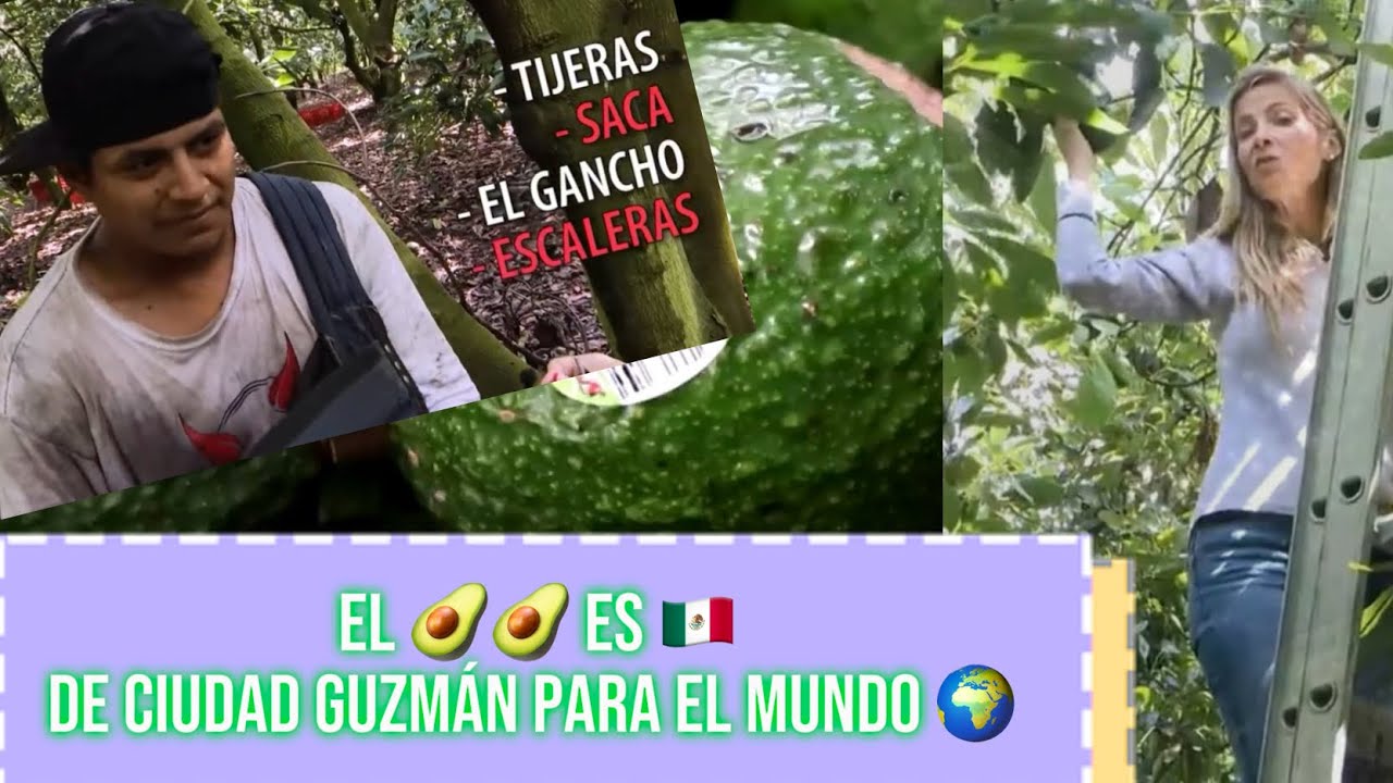 El AGUACATE NO SOLO ES DE URUAPAN!! 🥑🥑 De Ciudad Guzmán directo al superbowl. 