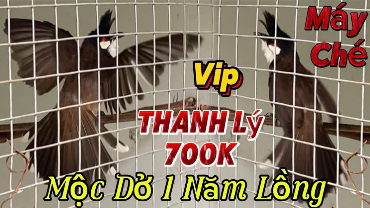 12/2 siêu phẩm mộc rừng / máy ché siêu gấu / mắt chố hầu bò / cao cầu lông mỏng dài đòn