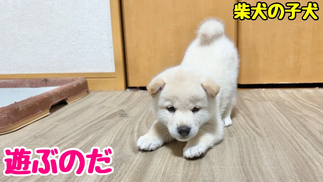 【柴犬 子犬】遊び方が上手になってきた子犬たちはこちら