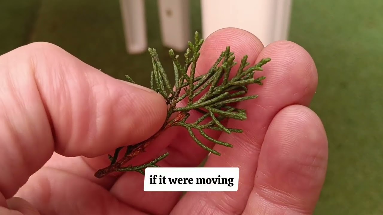La verdad sobre los esquejes en BONSAI 🫣 INCREÍBLE!! 😱The truth about cuttings in BONSAI‼️incredible