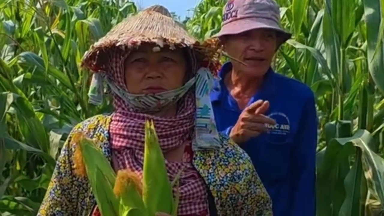 Tin Mới Nhất! Hàng Chục Tấn Bắp ở Đồng Tháp Sắp Đến Thu Hoạch Thương Lái Bỏ Cọc