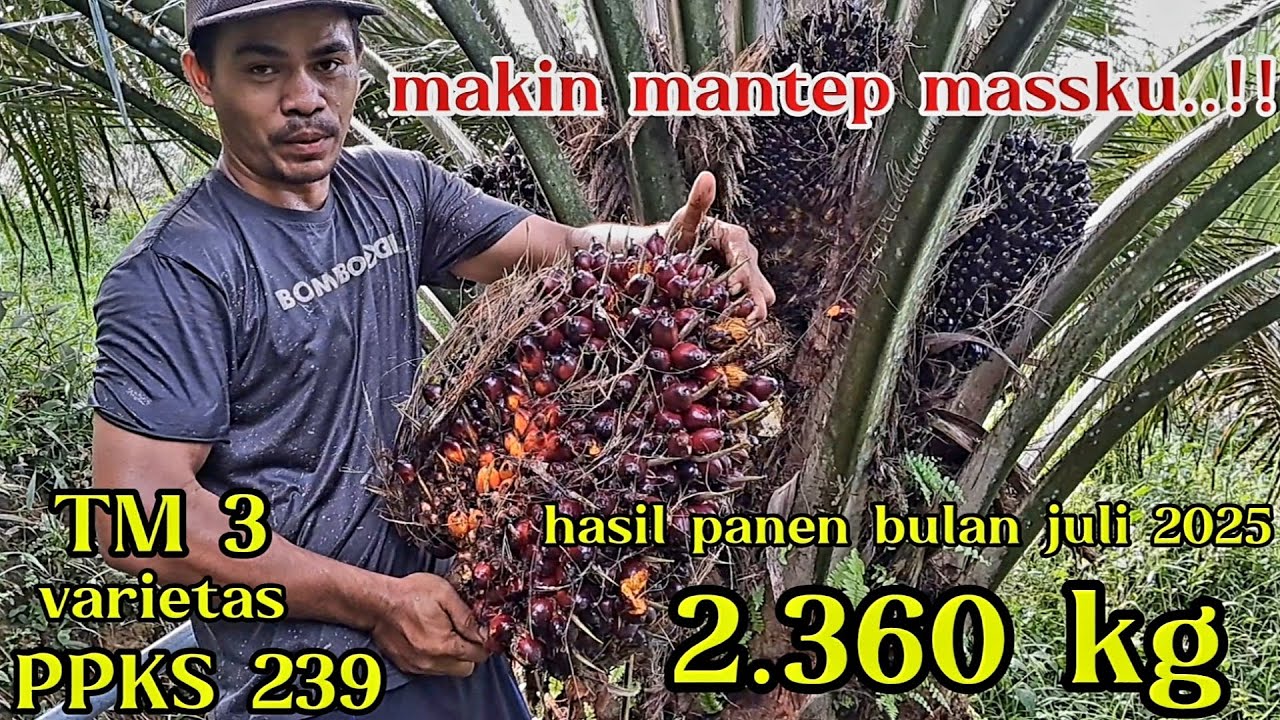 hasil panen PPKS 239 di bulan juni 2025..,makin mantep besar tandannya massku...!!!