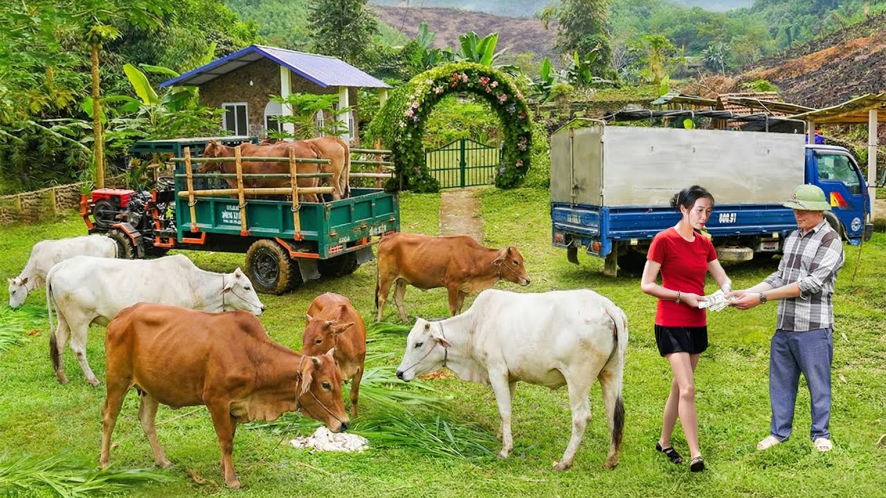 Buy 1000+ Cows, Use Truck to Transport 500km to Countryside Market to Sell | Farm Farm TV