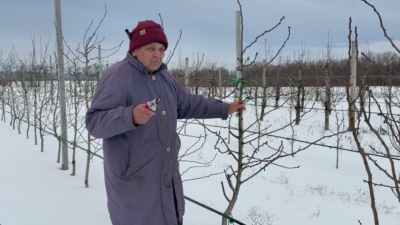 Обрізка інтенсивного грушевого саду на підщепі S1