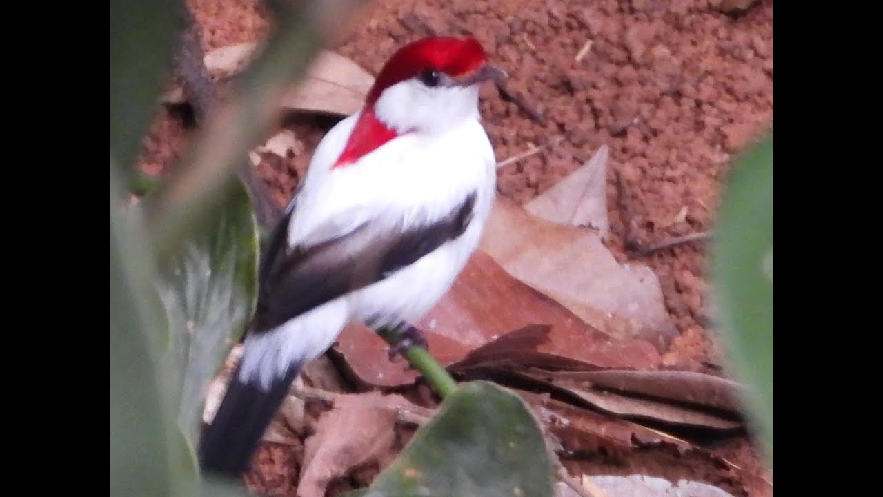 ARARIPE MANAKIN !!!  SOLDADINHO-DO-ARARIPE!!!