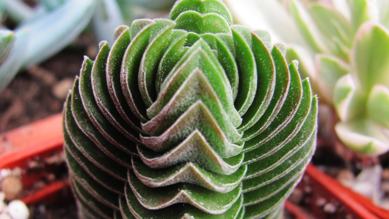 "BUDDHA'S TEMPLE" SUCCULENT PROPAGATION