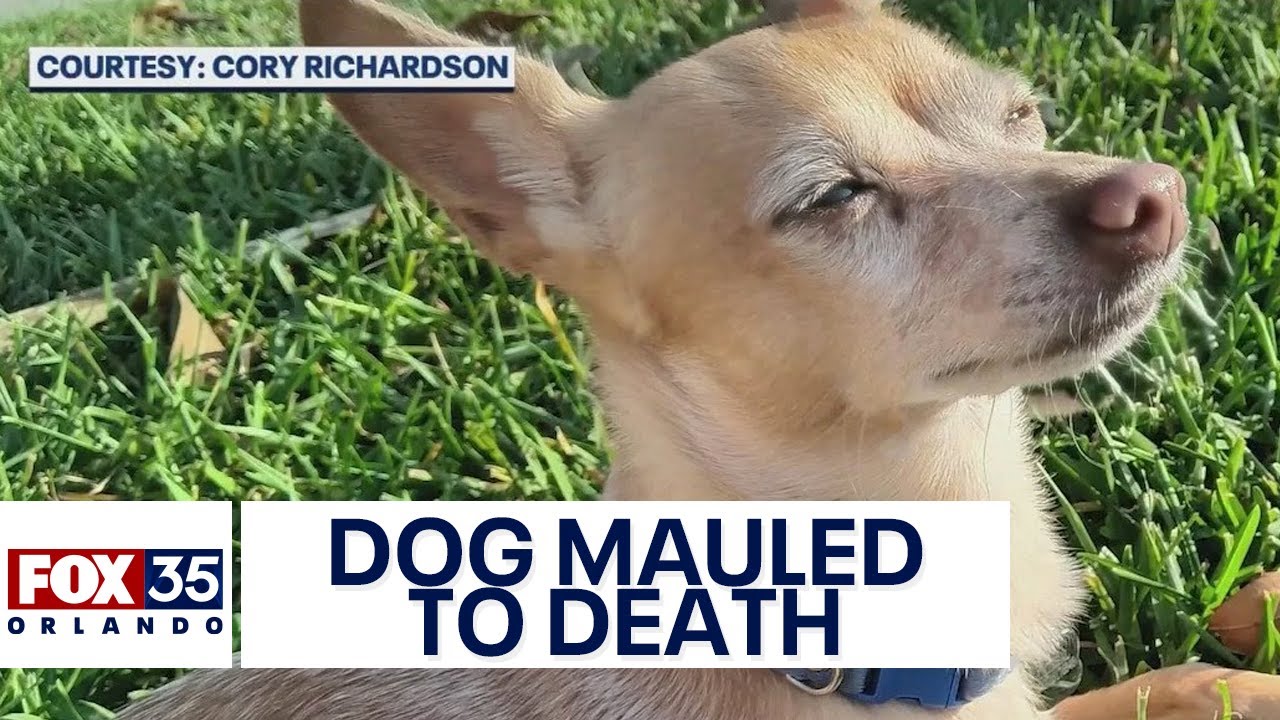 Pet Chihuahua mauled to death by larger dog at Florida park