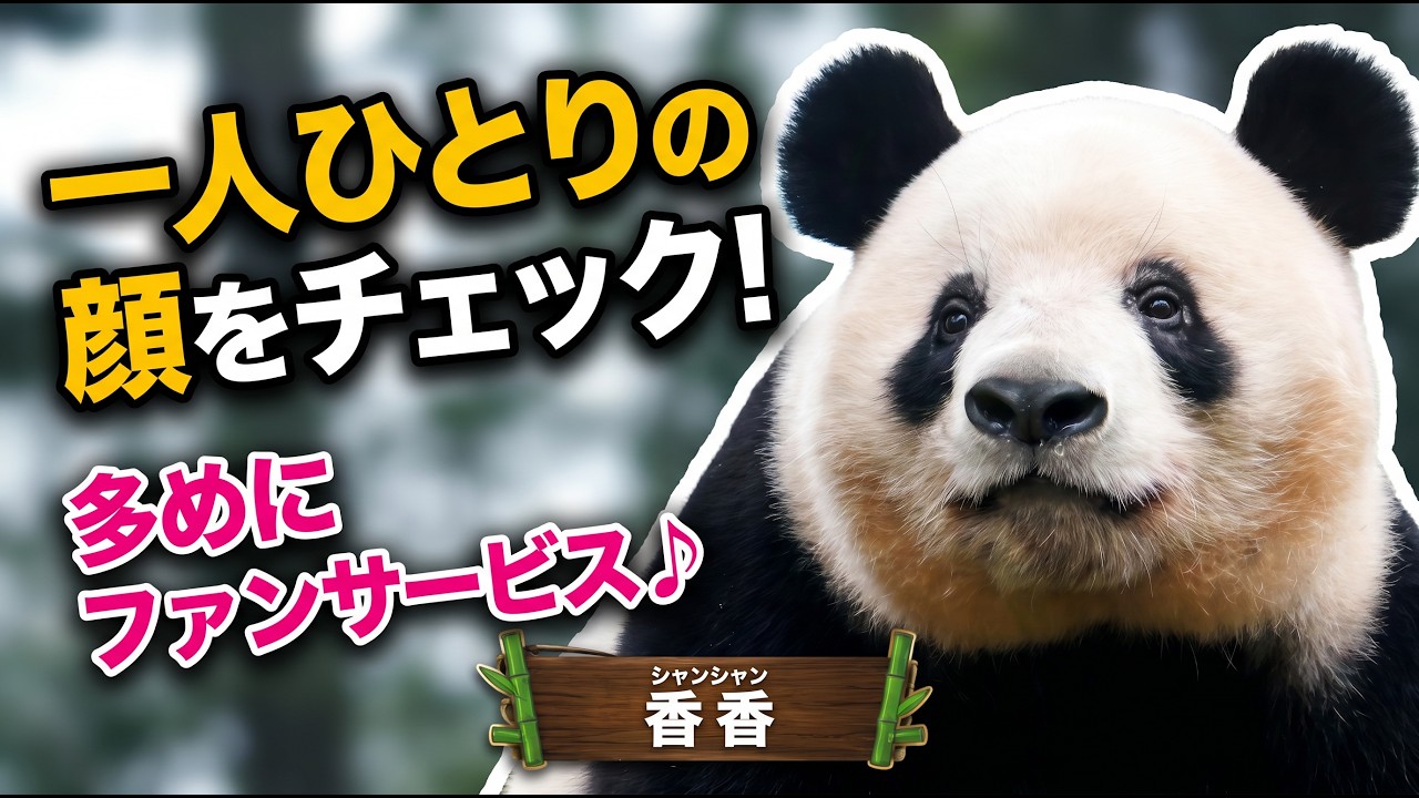 団体さんが帰った後… お客さんが少なくて不満そうなシャンシャンが可愛すぎた✨