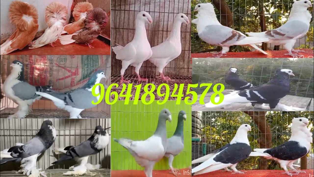 #Ayan pigeon fram in new video #best quality fancy pigeon selling video in Kolkata #kobutor selling 