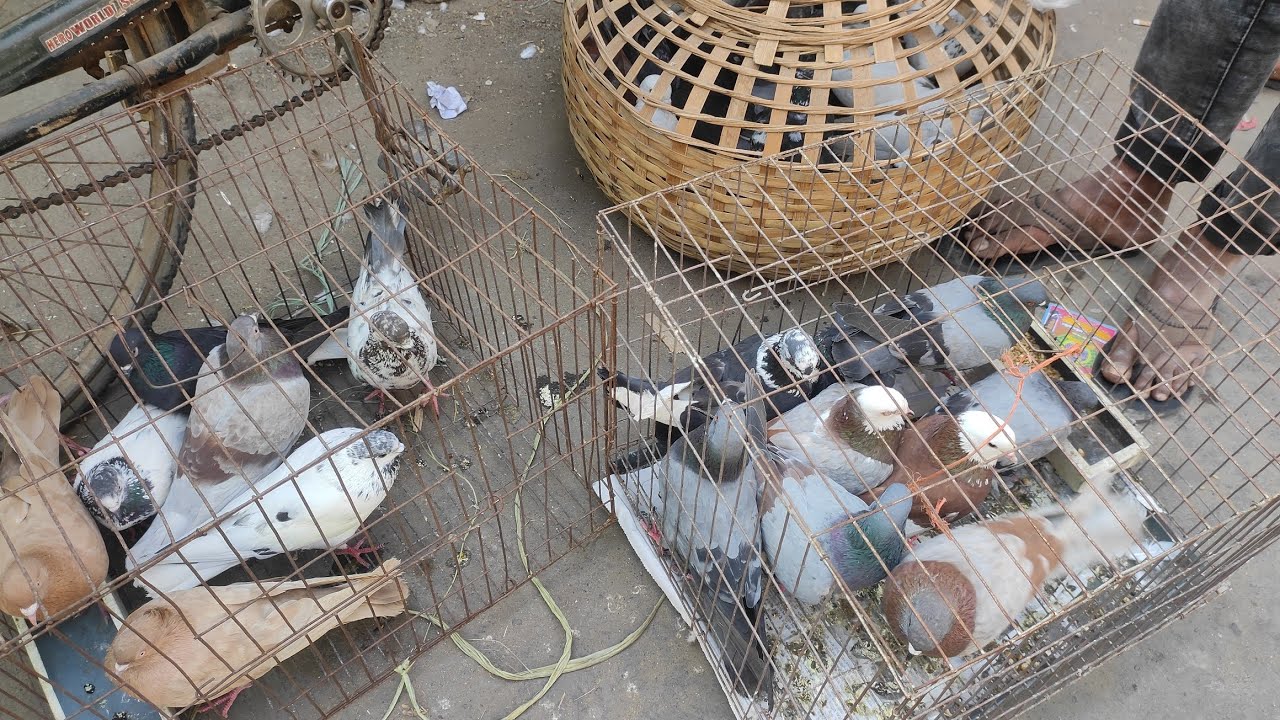 মাগুরা  নতুন বাজার কবুতরের হাট 10/03/2024চঞ্চল মিডিয়া।