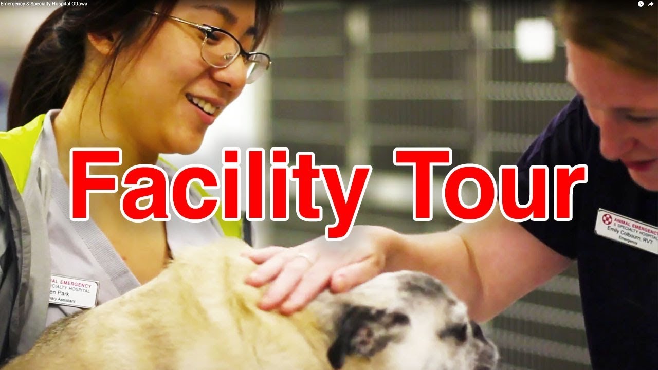 HD Tour: The Animal Emergency & Specialty Hospital