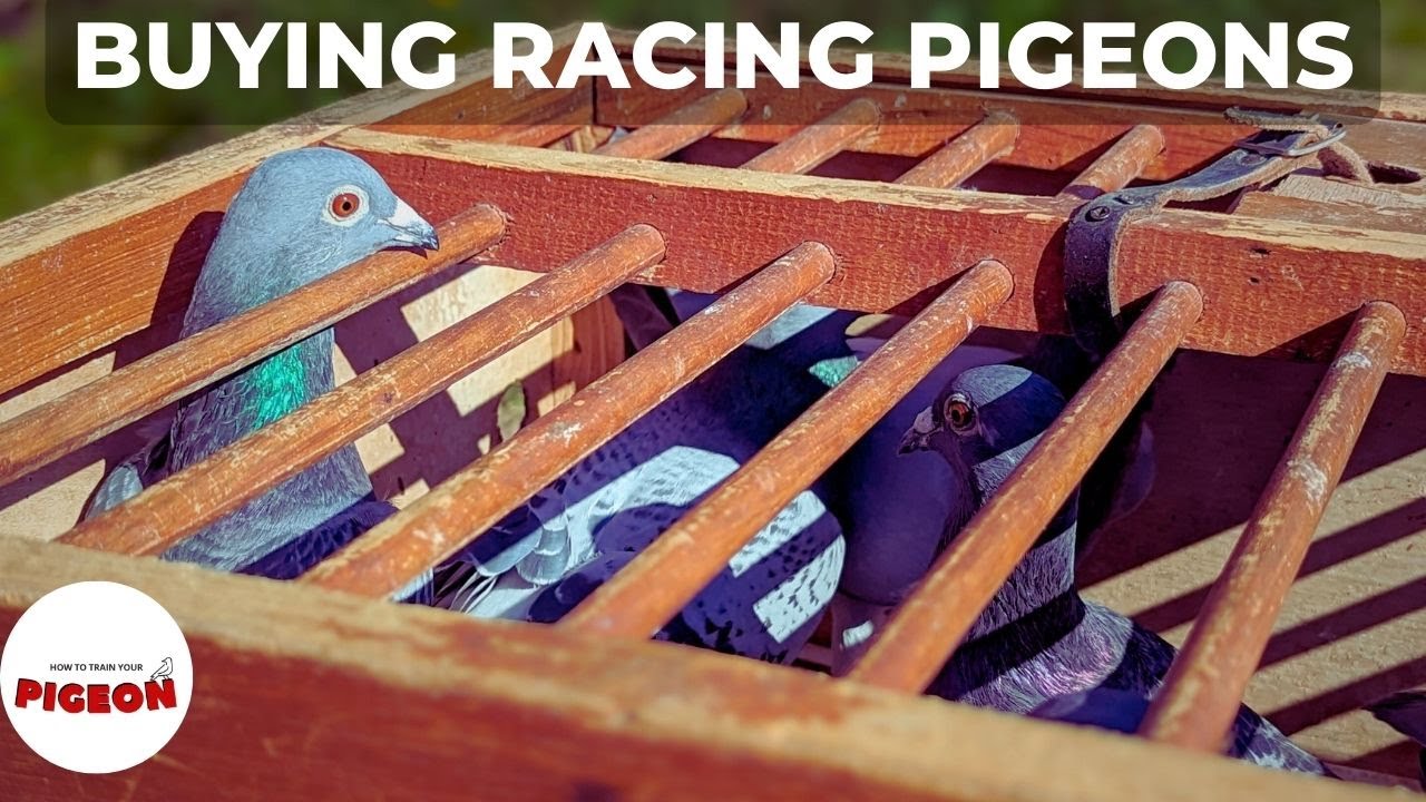 Ep.64 Sourcing and Buying Racers for 2023