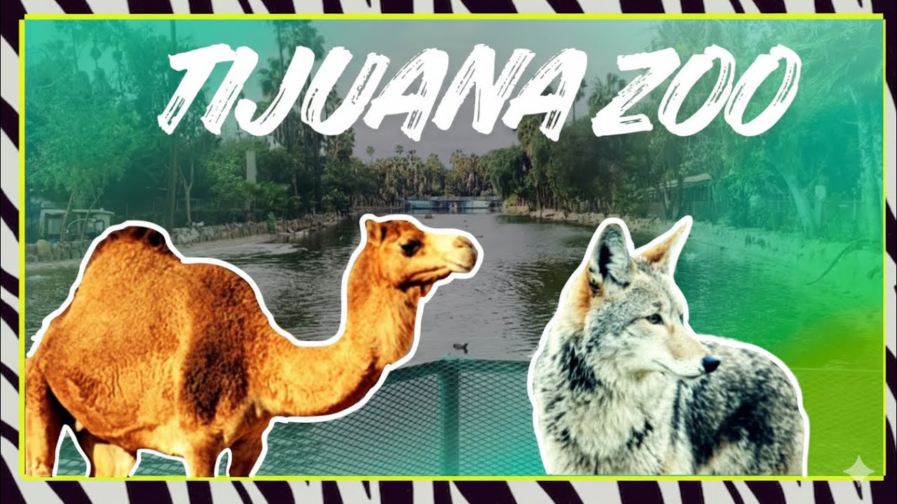 ¡ TIJUANA ZOO ! 🐺