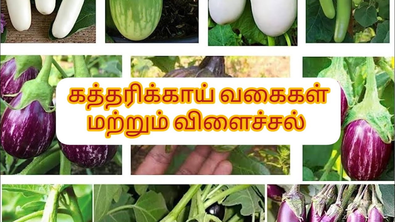கத்தரிக்காய் வகைகள் மற்றும் விளைச்சல் #agriculture #organicfarming #brinjal