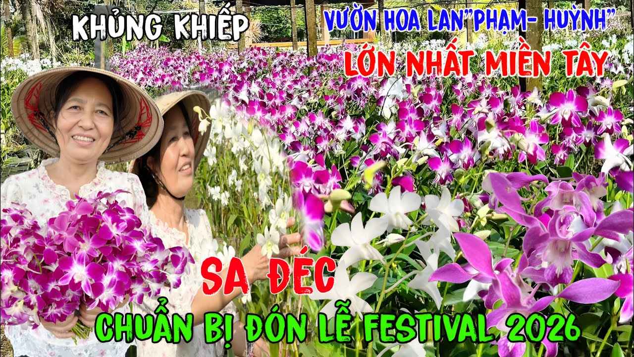 Phát hiện vườn lan tuyệt đẹp lớn nhất miền tây tại Sa Đéc chuẩn bị đón lễ festival hoa kiển 2026.