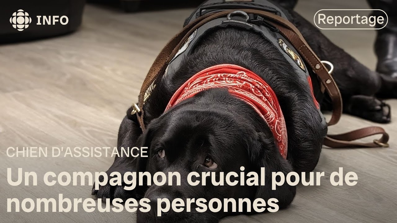 Comment mieux réglementer la présence de chiens d'assistance au Québec ?
