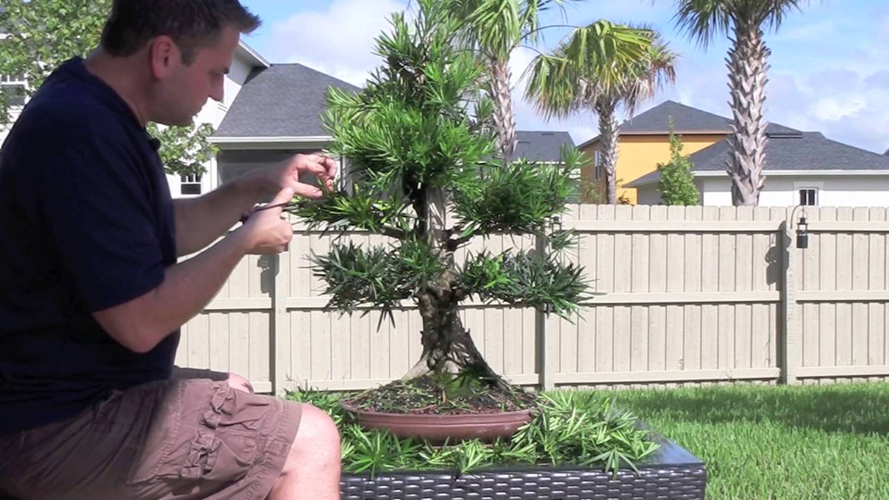 How to Bonsai - Podocarpus Styling