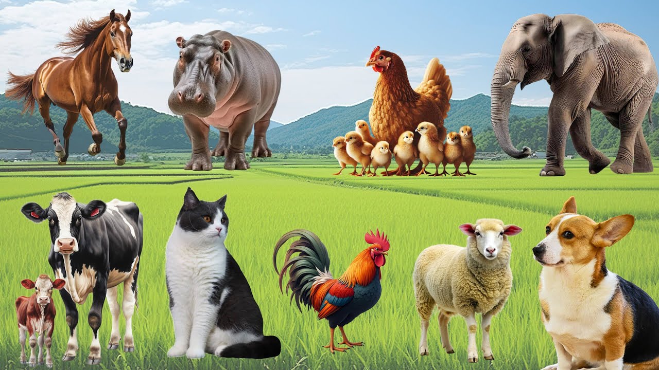Cute Farm Animal Sounds: Pig, Cat, Chicken, Dog, Rabbit, Cow, Horse, Elephant, Deer – Happy Animals