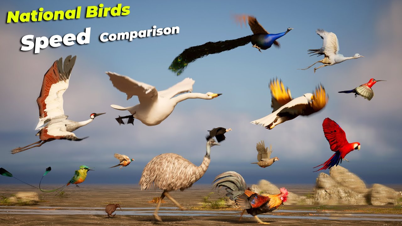 National Bird Speed Comparison | National Birds by countries #speed