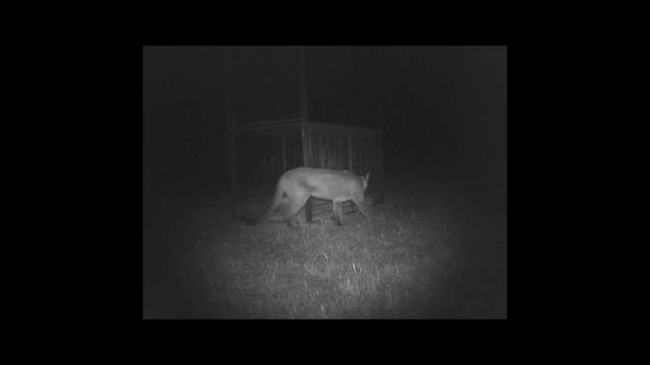 Puma Concolor Couguar