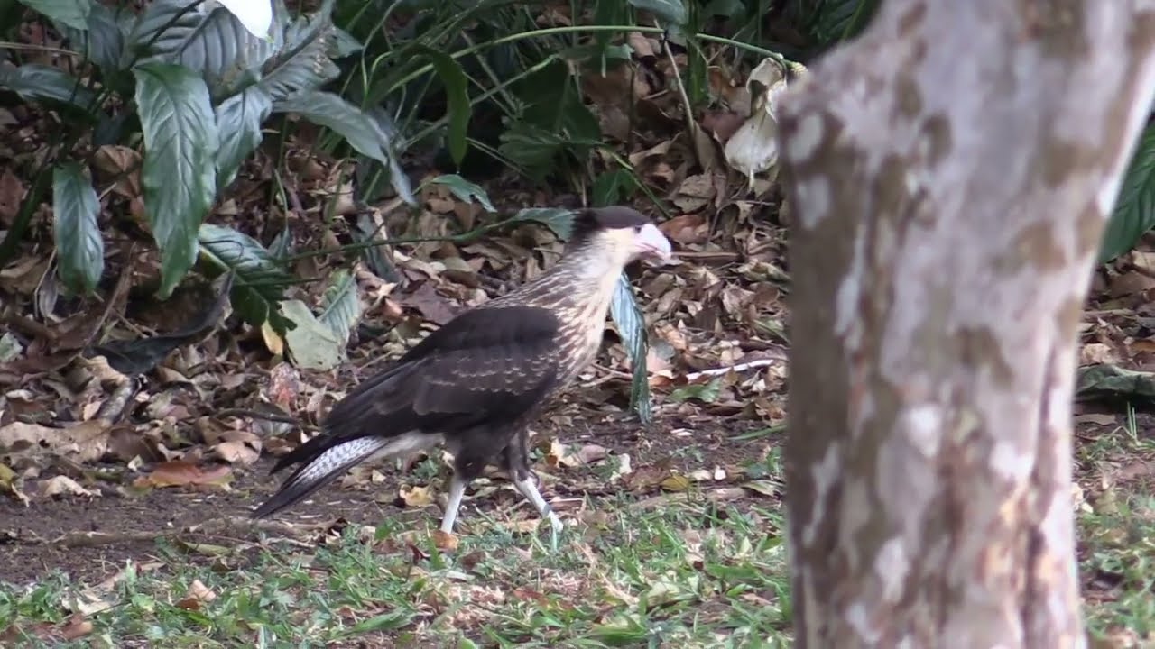 Birds of Costa Rica - Owls, Raptors, Vultures