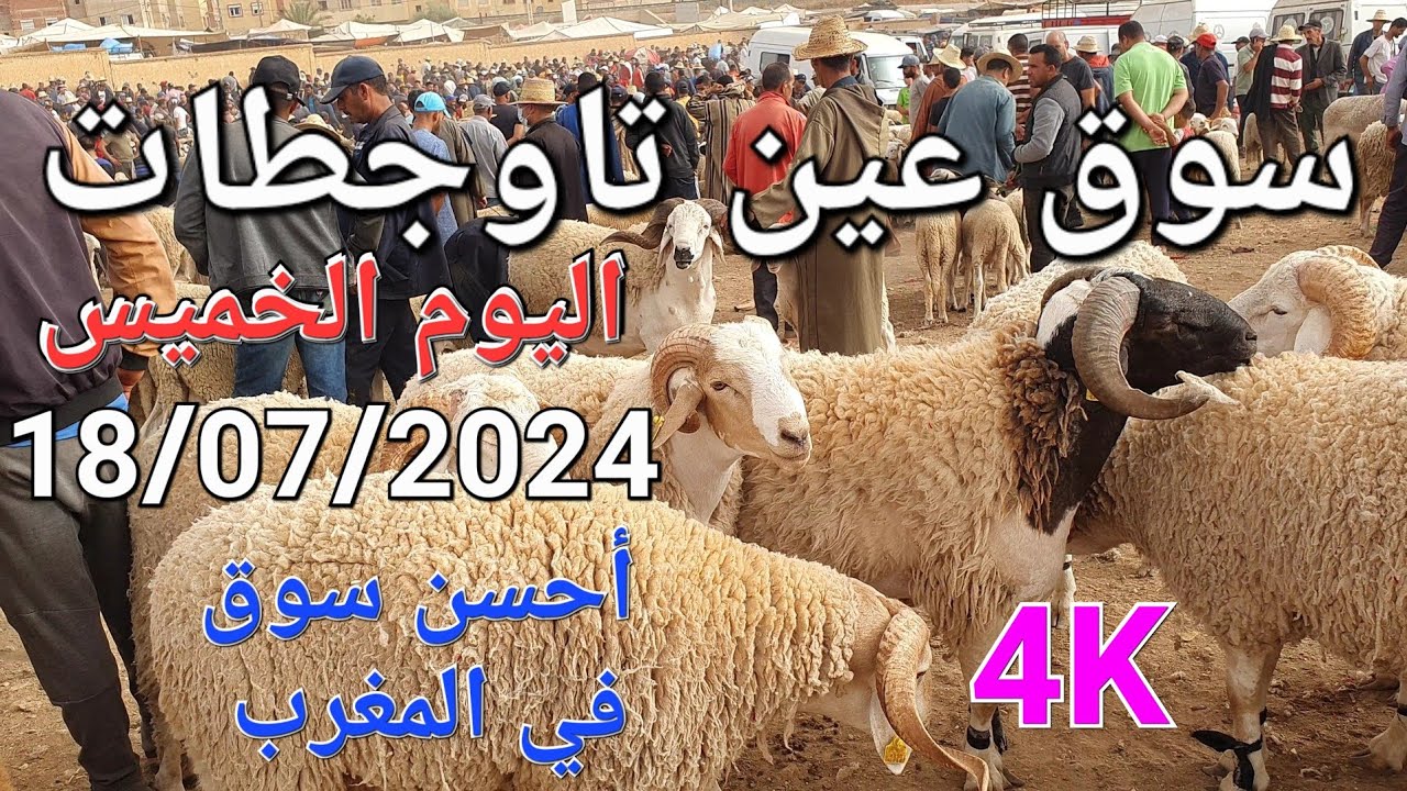 أثمنة الغنم والبقر والدجاج والخضر واللحوم سوق عين تاوجطات اليوم الخميس 18/07/2024