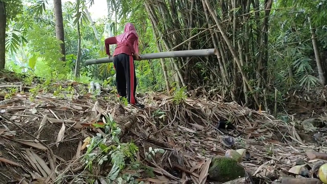 MEMBUAT RUMAH POHON BARU, TAHAP PASANG RANGKA DAN DINDING