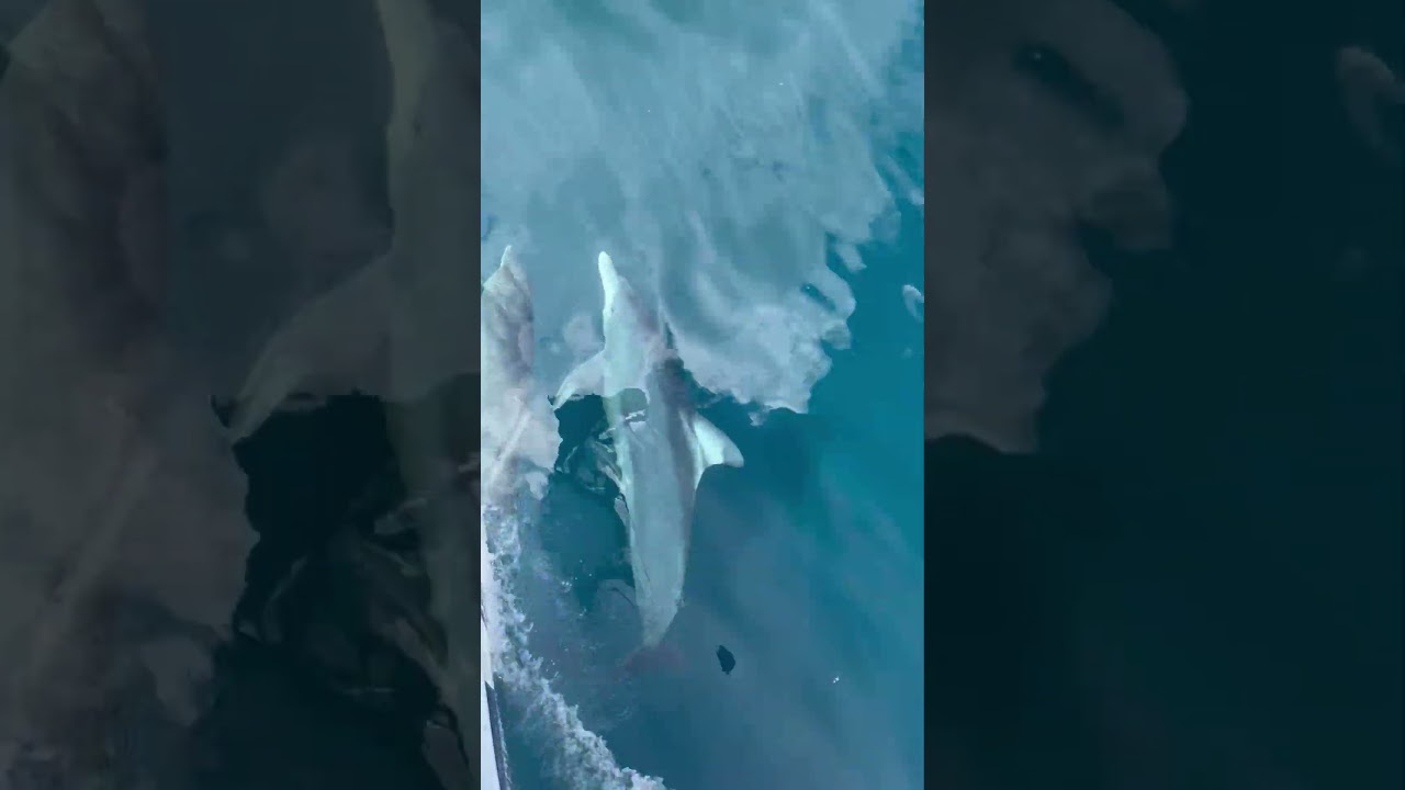 Sailing with Dolphins! #shorts