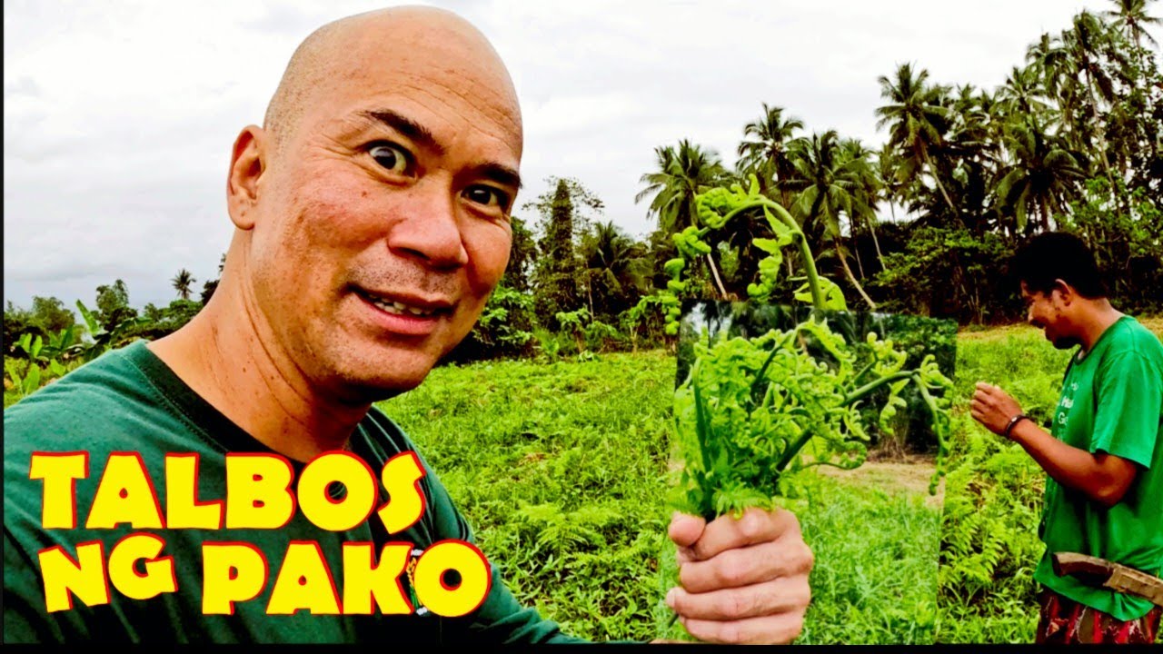 Enjoy sa pag harvest nang talbos ng pako.