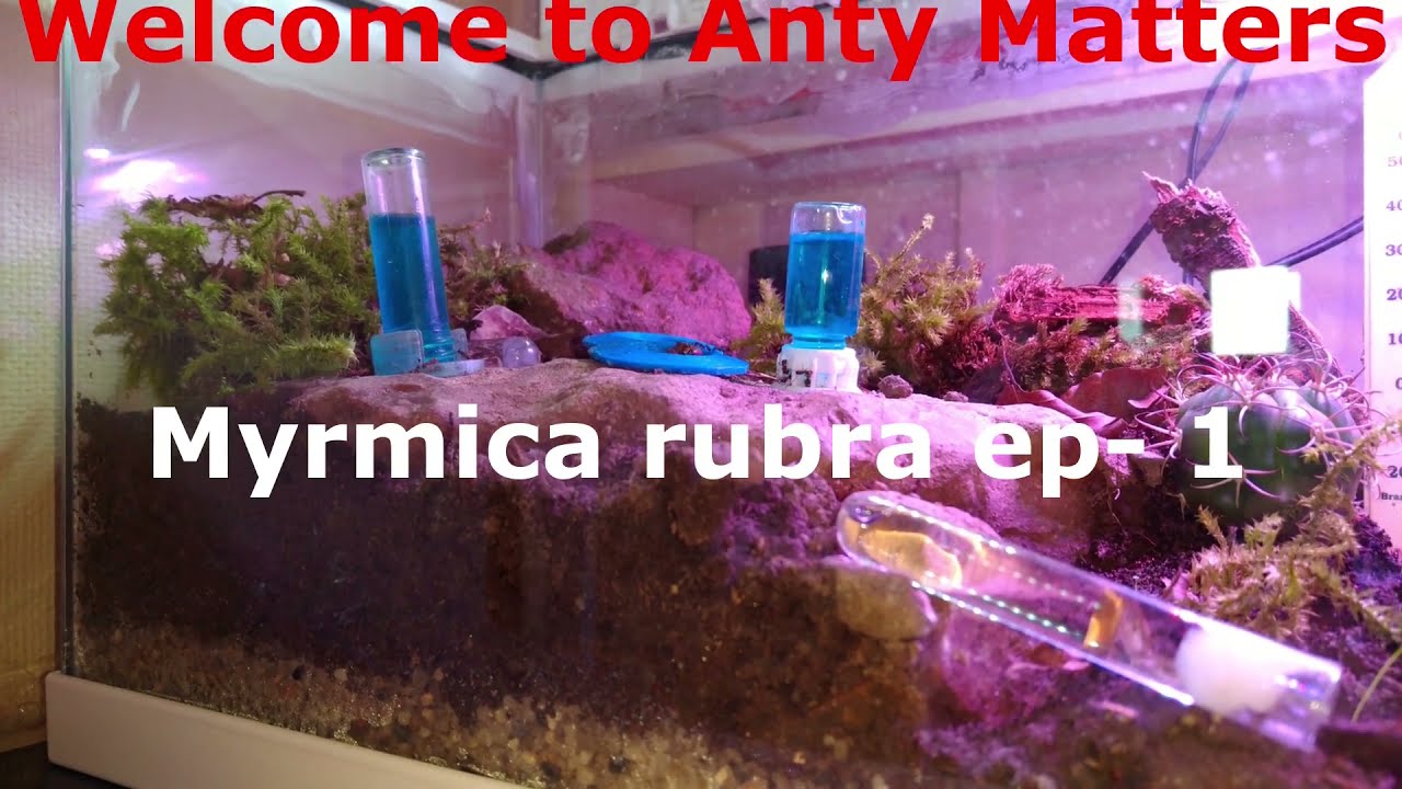 Anty Matters -  Myrmica Rubras ep-1