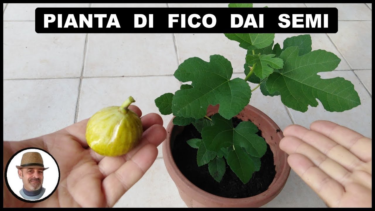 PIANTA DI FICO DAL SEME metodo semplicissimo