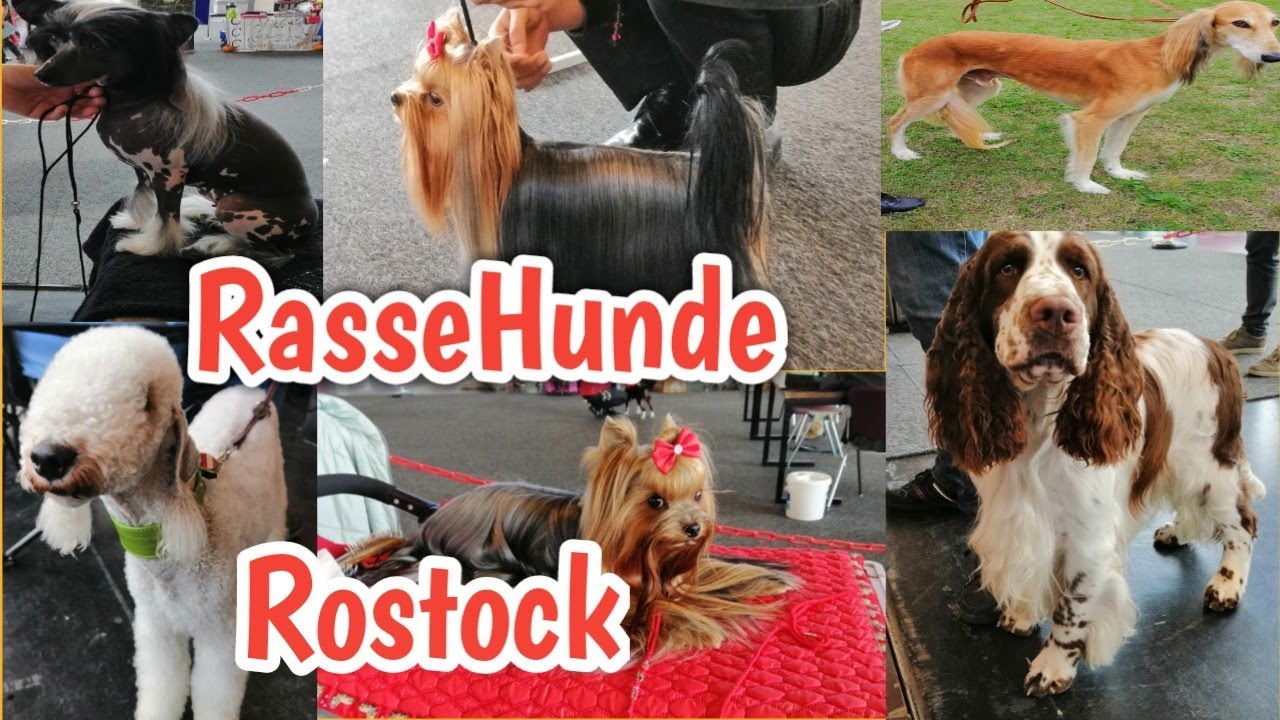 RasseHunde Ausstellung | Messe Rostock 2020 - Hundemesse