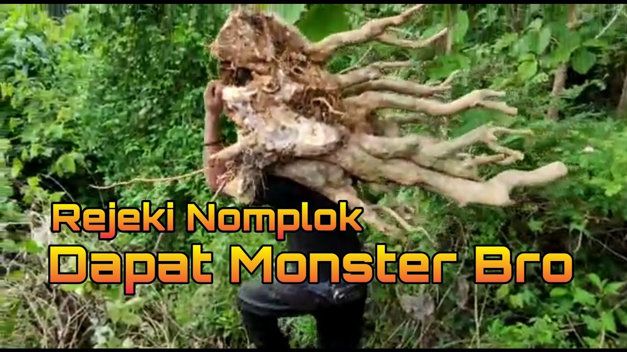 Rejeki Nomplok Dapat Buruan Bonsai Monster