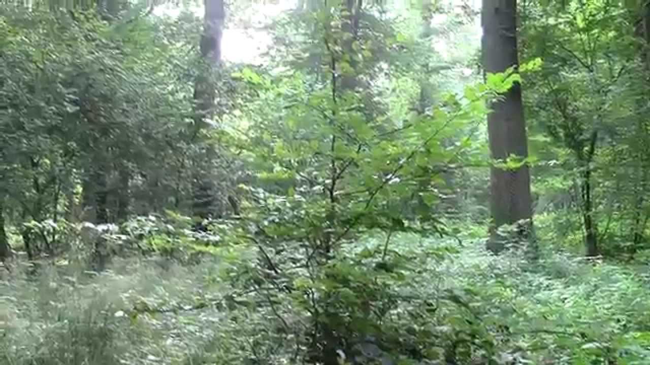 Die Stockwerke des Waldes  - Die Strauchschicht