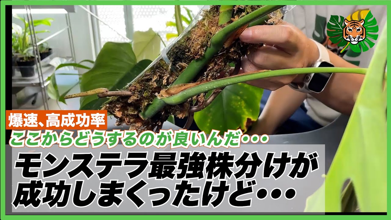 【モンステラ株分け】最強株分け方法で成功しまくったけど、その後のことを考えていませんでした。レガシーとセブブルーミントの株分けを株分けしました
