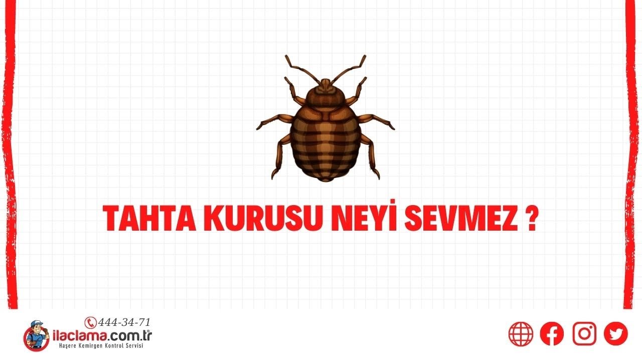 Tahta Kurusu Neyi Sevmez ?  | ilaclama.com.tr