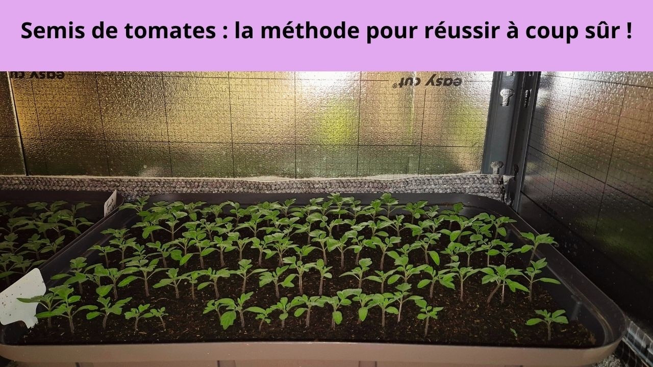 Semis de tomates : la méthode pour réussir à coup sûr !